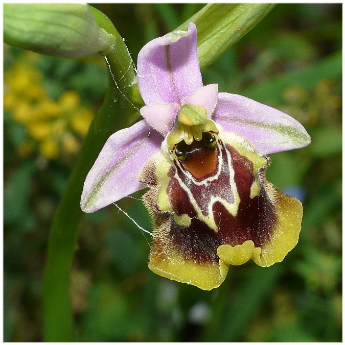 Variabilit di Ophrys fuciflora